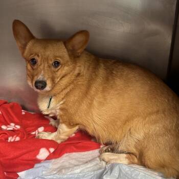 Cardigan Welsh Corgi Dogs Available for Adoption in Savannah, Georgia - Baroness Von Hashbrown - Corgi 158923 | PetCurious