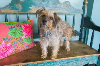 Bengal -  Yorkshire Terrier and Terrier Dog for Adoption in San Antonio, Texas - Bengal | PetCurious
