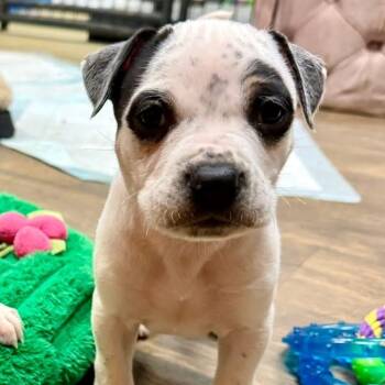 Boxer and Pit Bull Terrier Dogs Available for Adoption - Petey | PetCurious