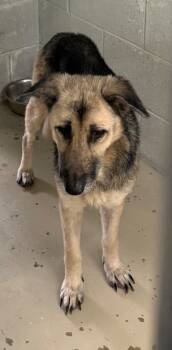 Rescue Shepherd and Affenpinscher Dogs for Adoption in Camden, Tennessee - Hida | PetCurious