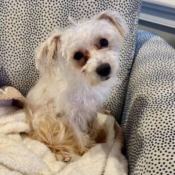 Chevy Levee (Benefactor Puppy) -  Yorkshire Terrier and Maltese Dog for Adoption in New Orleans, Louisiana - Chevy Levee (Benefactor Puppy) | PetCurious