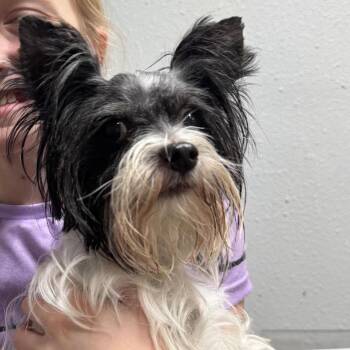 Yorkshire Terrier Dogs Available for Adoption - Twiggy | PetCurious