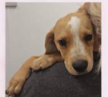 Susie -  Beagle and Terrier Dog for Adoption in Fayetteville, Arkansas - Susie | PetCurious