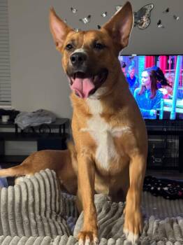 Labrador Retriever Dogs Available for Adoption - Hank  | PetCurious