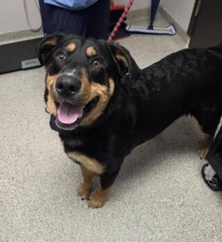 Mixed Breed Dogs Available for Adoption in Vancouver, Washington - Bruno | PetCurious
