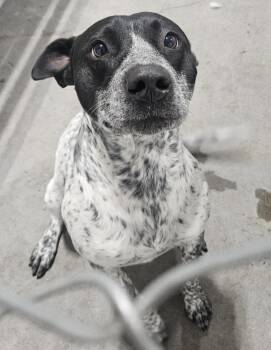 Ghostbuster -  Australian Cattle Dog Blue Heeler Dog for Adoption in Billings, Montana - Ghostbuster | PetCurious