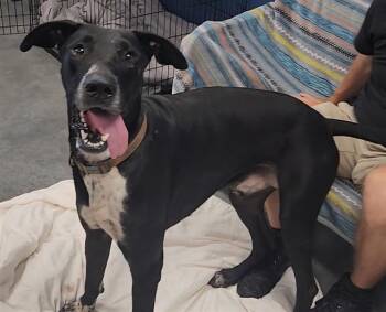 PABLO -  Great Dane and Mixed Breed Dog for Adoption in Brunswick, Georgia - PABLO | PetCurious