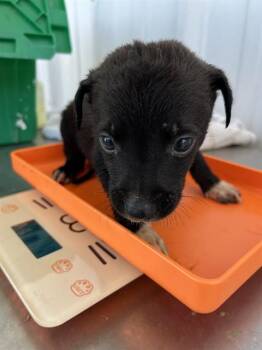 Cashew - URGENT -  Shepherd Dog for Adoption in Thousand Oaks, California - Cashew - URGENT | PetCurious
