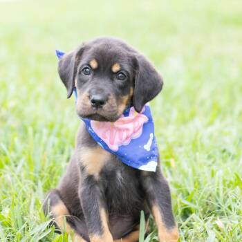 Labrador Retriever and Golden Retriever Dogs Available for Adoption - Pearl *Arriving 5/21* D11119 | PetCurious