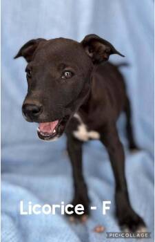 Licorice -  Mixed Breed Dog for Adoption in Waunakee, Wisconsin - Licorice | PetCurious