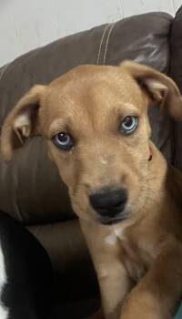 Levi -  Mixed Breed Dog for Adoption in Madison, Wisconsin - Levi | PetCurious