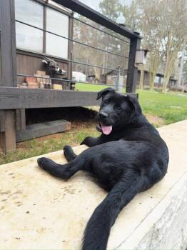 Chow Chow and Labrador Retriever Dogs Available for Adoption - Muenster | PetCurious