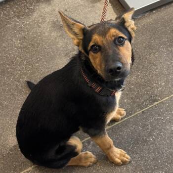 Oso -  Mixed Breed Dog for Adoption in Las Cruces, New Mexico - Oso | PetCurious