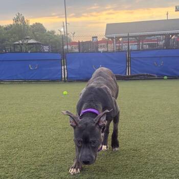 Zooka -  Mixed Breed Dog for Adoption in Philadelphia, Pennsylvania - Zooka | PetCurious