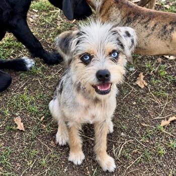 Arlo -  Australian Shepherd and Pug Dog for Adoption in Pelham, New Hampshire - Arlo | PetCurious