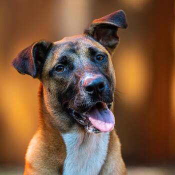 Rescue Mixed Breed Dogs for Adoption in Decatur, Georgia - Triss Of Sodden | PetCurious
