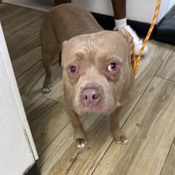 Nas -  Pit Bull Terrier Dog for Adoption in Newark, New Jersey - Nas | PetCurious