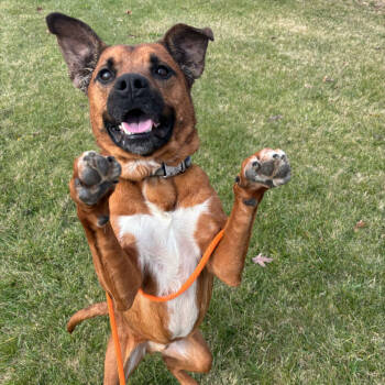 Rescue American Staffordshire Terrier and German Shepherd Dog Dogs for Adoption in Grand Rapids, Michigan - Duke | PetCurious