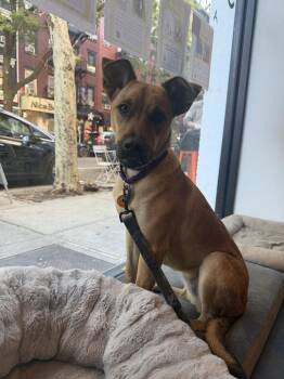 Butternut -  Terrier and Cattle Dog Dog for Adoption in New York, New York - Butternut | PetCurious