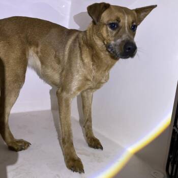 Mixed Breed Dogs Available for Adoption in Chattanooga, Tennessee - Dory | PetCurious