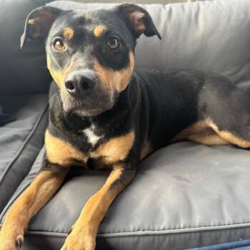 Rescue Mixed Breed Dogs for Adoption in Alabaster, Alabama - Zola | PetCurious