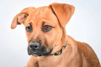 Black Mouth Cur and Mixed Breed Dogs Available for Adoption in Loveland, Colorado - CLAM | PetCurious
