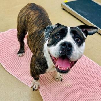 Rescue Bulldog Dogs for Adoption in Derwood, Maryland - Jordy | PetCurious