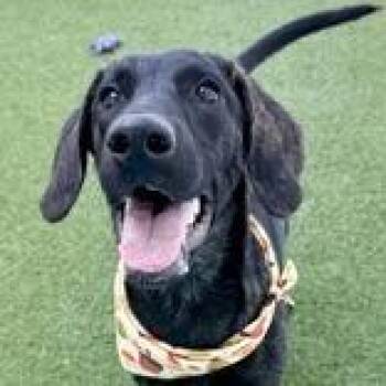 Mabel -  Hound and Mixed Breed Dog for Adoption in Tampa, Florida - Mabel | PetCurious