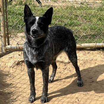 Australian Cattle Dog Blue Heeler Dogs Available for Adoption in Mckenzie, Tennessee - Annie | PetCurious