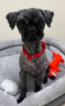 Shih Tzu Dogs Available for Adoption in Fall River, Massachusetts - Koki | PetCurious