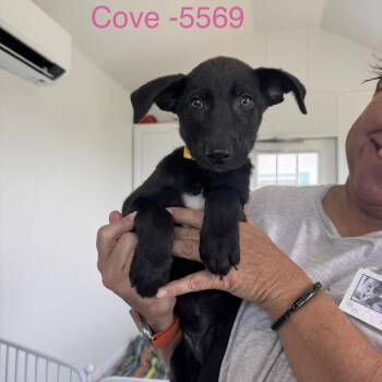 Cove -  Mixed Breed Dog for Adoption in Tacoma, Washington - Cove | PetCurious
