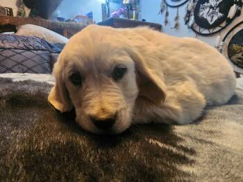 Golden Retriever Dogs Available for Sale - Light Purple | PetCurious