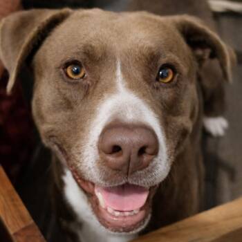 Chocolate Labrador Retriever Dogs Available for Adoption - Rosie | PetCurious
