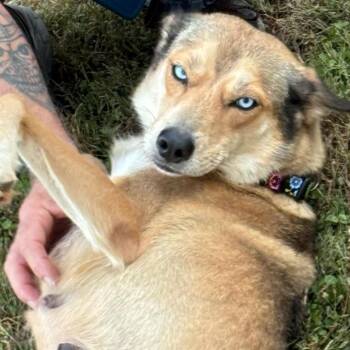 Jolene(BAS) -  German Shepherd Dog and Husky Dog for Adoption in Lenoir, North Carolina - Jolene(BAS) | PetCurious