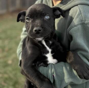 Shepherd and Labrador Retriever Dogs Available for Adoption - Bobo | PetCurious