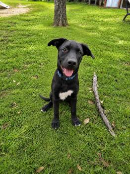 Lala -  Labrador Retriever and Mixed Breed Dog for Adoption in Houston, Texas - Lala | PetCurious