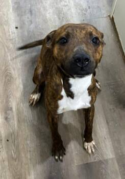 Pit Bull Terrier Dogs Available for Adoption - Prissy | PetCurious