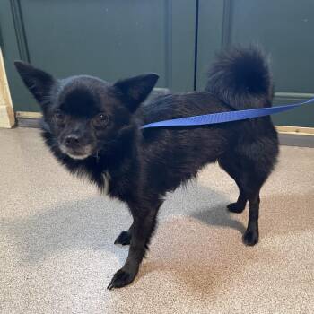 Chihuahua Dogs Available for Adoption in Pasadena, California - Sir Petite | PetCurious