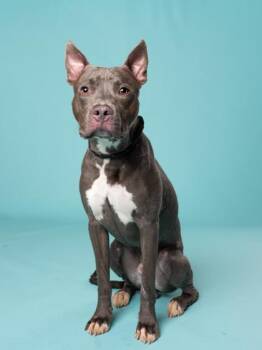 Ricco -  Pit Bull Terrier and Mixed Breed Dog for Adoption in Atlanta, Georgia - Ricco | PetCurious
