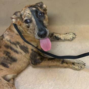 Split Decision -  Mixed Breed Dog for Adoption in Gadsden, Alabama - Split Decision | PetCurious