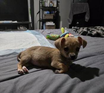 Button -  Chihuahua and Poodle Dog for Adoption in Windsor, California - Button | PetCurious