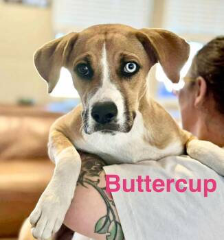Rescue Catahoula Leopard Dog and Labrador Retriever Dogs for Adoption in Austin, Texas - Buttercup | PetCurious