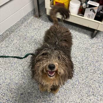 Tina -  Mixed Breed Dog for Adoption in Greenville, South Carolina - Tina | PetCurious