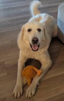 Melody -  Great Pyrenees Dog for Adoption in Kiowa, Oklahoma - Melody | PetCurious