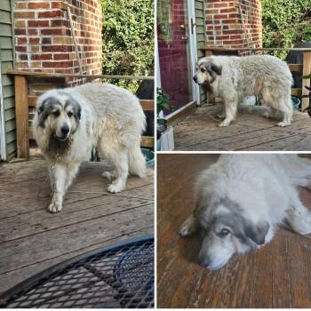 Ava -  Great Pyrenees Dog for Adoption in Dittmer, Missouri - Ava | PetCurious