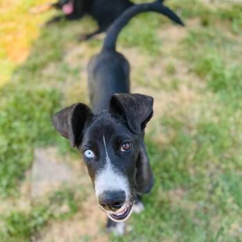 Great Dane and Labrador Retriever Dogs Available for Adoption in Brownsboro, Alabama - Rook | PetCurious