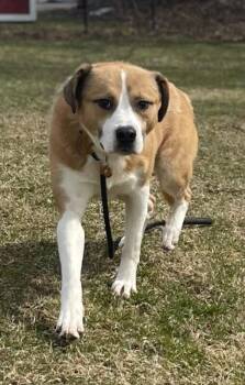 Dennis -  American Bulldog and Mixed Breed Dog for Adoption in Cortland, New York - Dennis | PetCurious