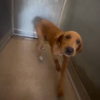 Red -  Mixed Breed Dog for Adoption in Ardmore, Oklahoma - Red | PetCurious