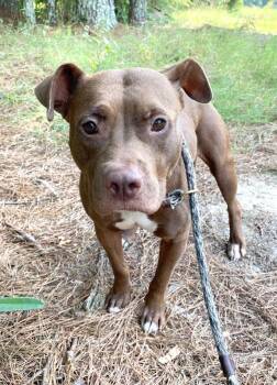 Coco -  Pit Bull Terrier Dog for Adoption in Monroe, Georgia - Coco | PetCurious