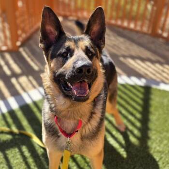 German Shepherd Dog Dogs Available for Adoption in Las Vegas, Nevada - MESSI | PetCurious